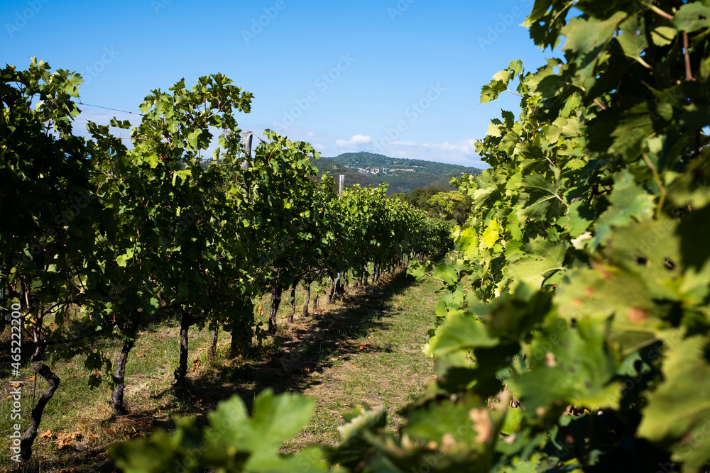 Vast green vineyard in sunlight Vast green vineyard in sunlight