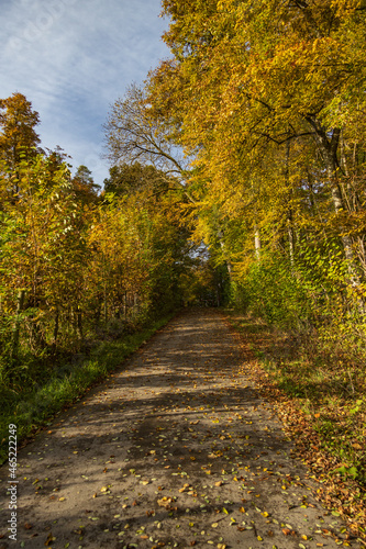 Fototapeta Naklejka Na Ścianę i Meble -  Path in the forest in the Fall