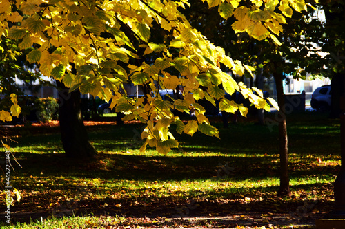 Autumn in Karadjordjev Park Zrenjanin Serbia