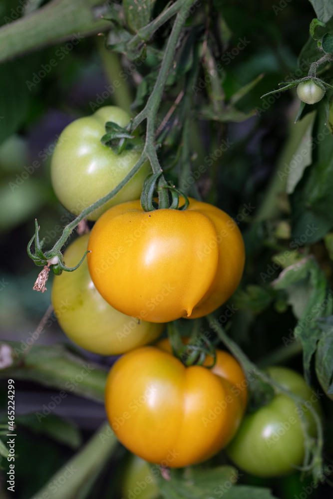 Yellow tomato ripening in garden. Eco food grown by anyone
