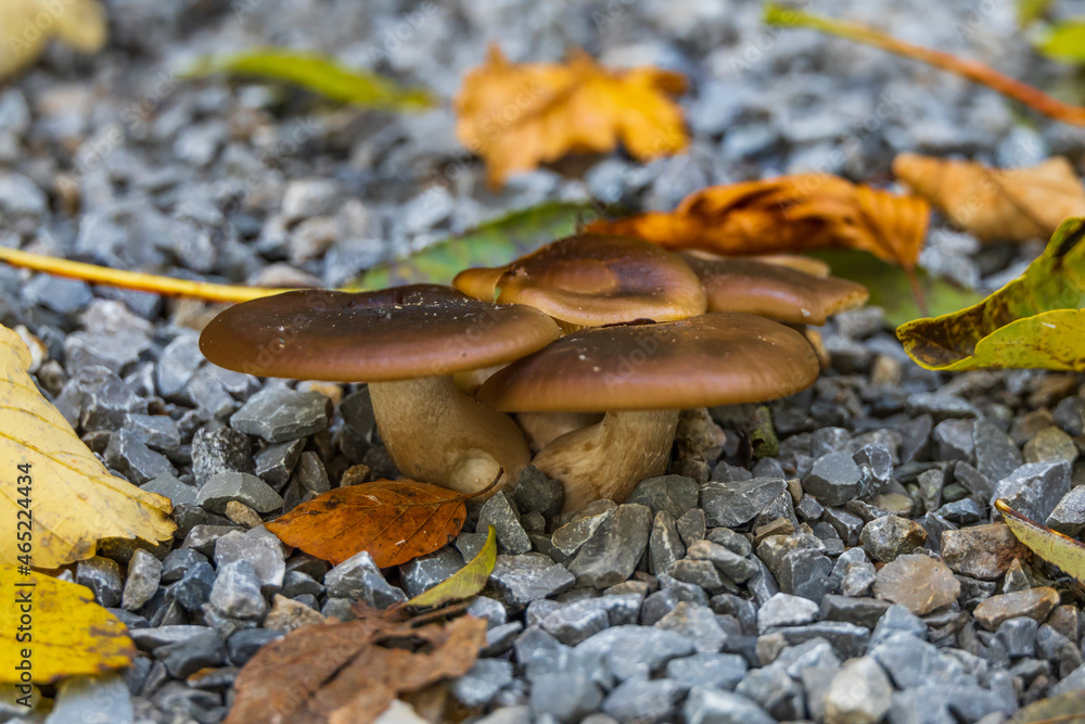 Cluster of small brown mushrooms Cluster of small brown mushrooms