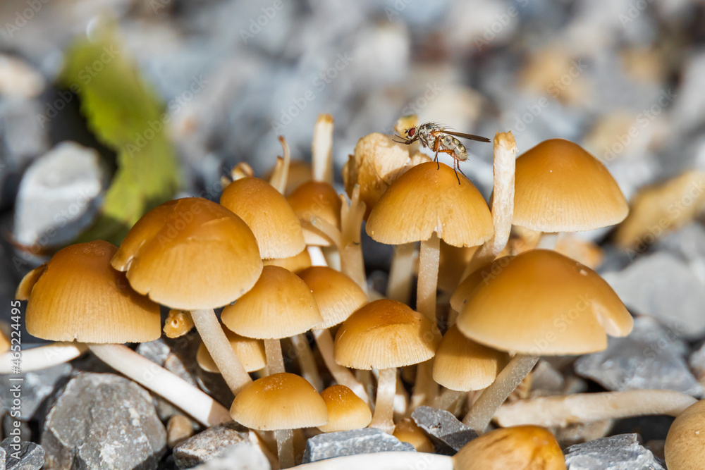 Cluster of small brown mushrooms Cluster of small brown mushrooms