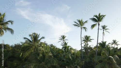 Wallpaper Mural Green palm trees against the sky Torontodigital.ca
