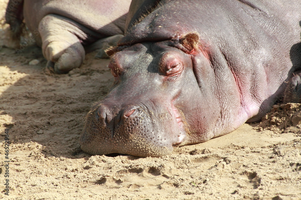 Hippo family sunbathing by the river Hippo family sunbathing by the river