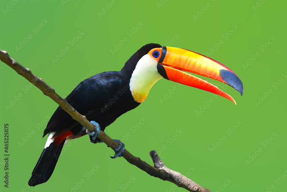 Fototapeta premium Toucan Toco bird