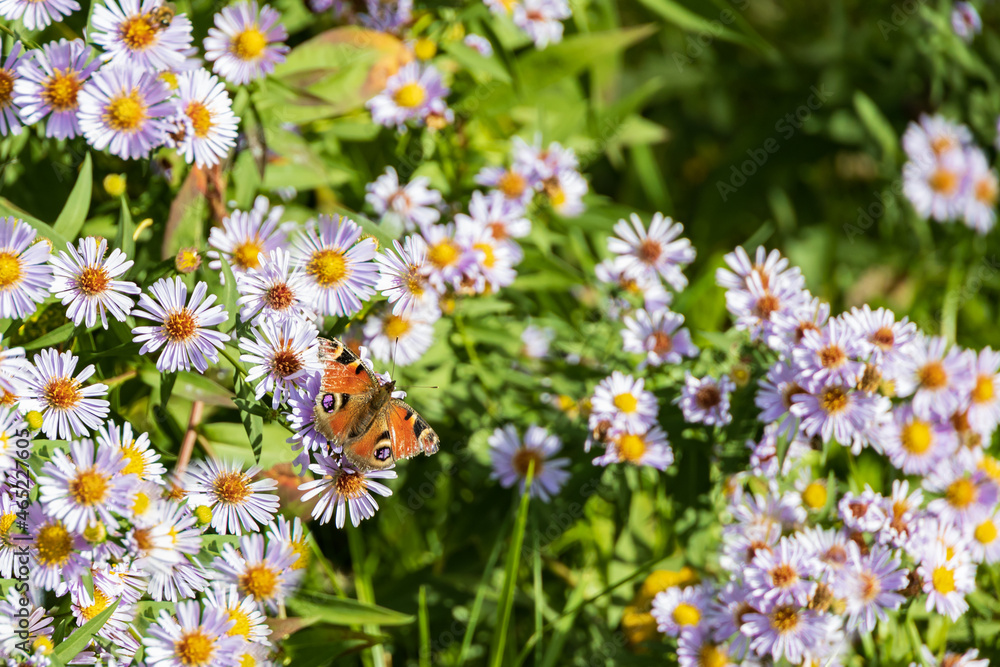Pfauenauge butterfly sitting on purple and yellow asters Pfauenauge butterfly sitting on purple and yellow asters