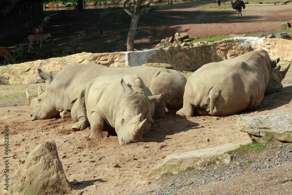 Rhinos in their enclosure in the game park