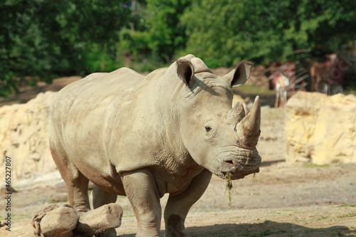 Rhinos in their enclosure in the game park