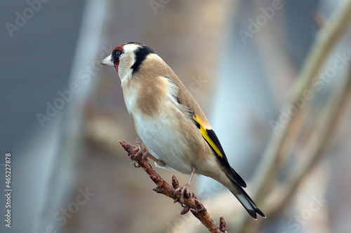 Garden Bird - Goldfinch © Darren