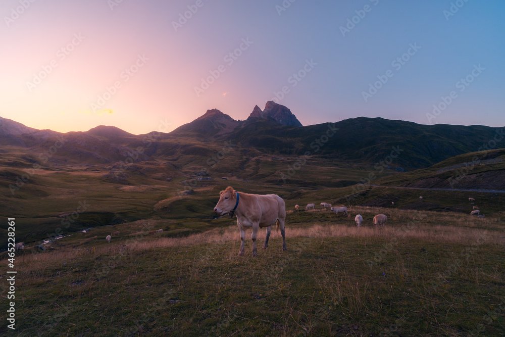 Cows grazing on pasture near mountains Cows grazing on pasture near mountains