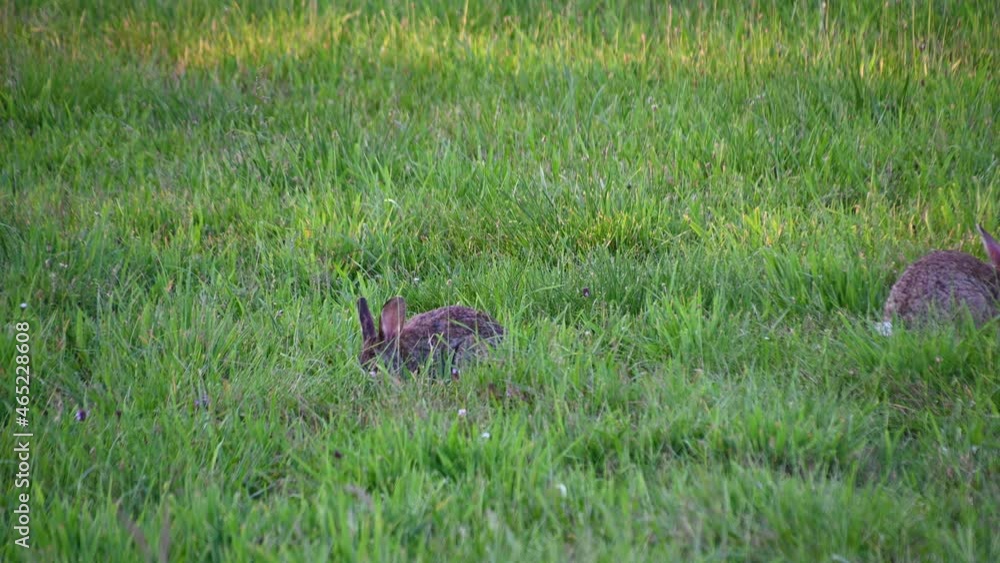 Group of cute rabbit nibbles on the grass chewing stem. Brown bunnies sitting on a green meadow in summer. Wild animals in the nature. Static shot, real time Group of cute rabbit nibbles on the grass chewing stem. Brown bunnies sitting on a green meadow in summer. Wild animals in the nature. Static shot, real time