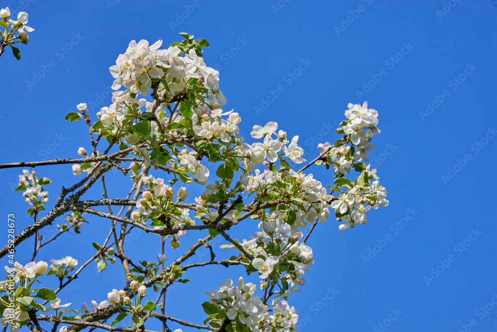 Apple blossoms against a blue sky Apple blossoms against a blue sky