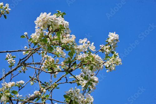Apple blossoms against a blue sky