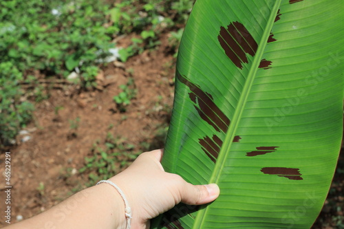 Cropped Image Of Person Holding Green Leaves
