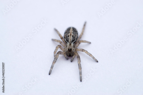 Social spider, Stegodyphus sarasinorum, Satara, Maharashtra, India