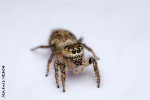 Heavy body jumping spider, Hyllus semicupreus, Satara, Maharashtra, India