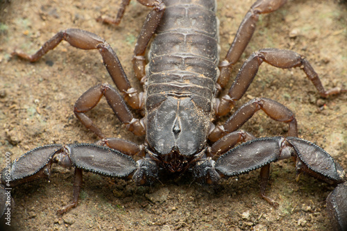 Recently described Phaltans scorpion  Neoscorpiops phaltanensis  Satara  Maharashtra  India
