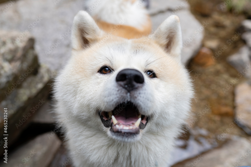 Akita dog with mouth open on rock Akita dog with mouth open on rock