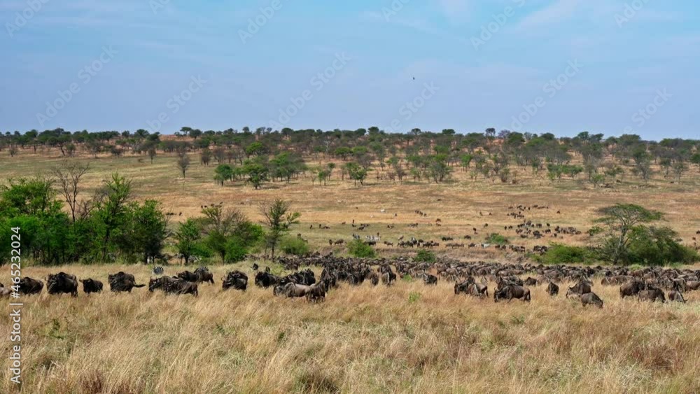 huge herd of blue wildebeest (Connochaetes mearnsi) and Zebras on great migration thru Serengeti National Park, Tanzania, Africa huge herd of blue wildebeest (Connochaetes mearnsi) and Zebras on great migration thru Serengeti National Park, Tanzania, Africa