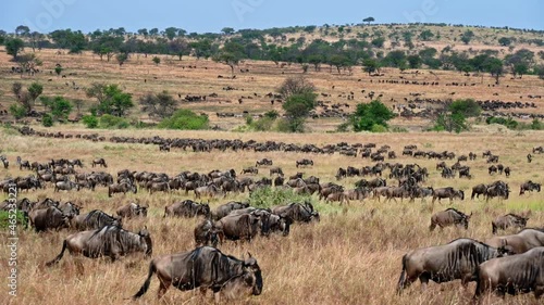 huge herd of blue wildebeest (Connochaetes mearnsi) and Zebras on great migration thru Serengeti National Park, Tanzania, Africa photo