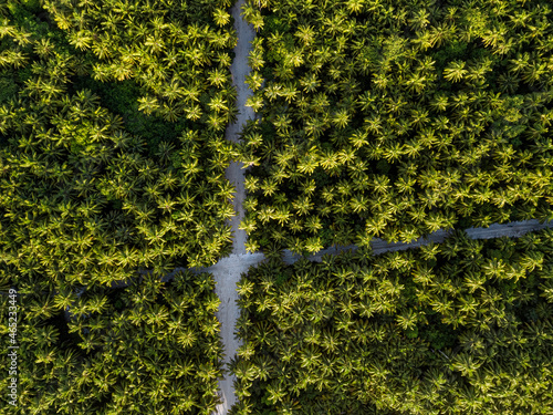 Maldives, Meemu Atoll, Veyvah, Aerial view of island grove of green palm trees photo