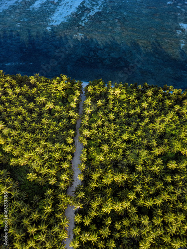 Maldives,MeemuAtoll, Veyvah, Aerial view of island grove of green palm trees photo