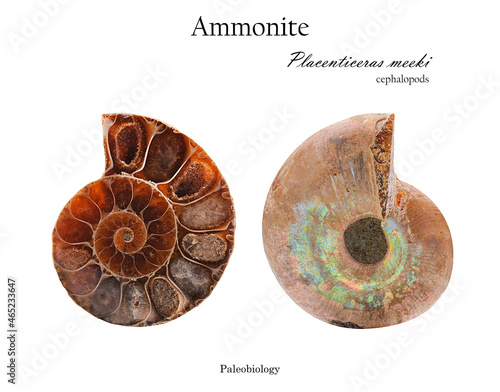 Shell of mollusk ammonite in section from two sides isolated on white photo