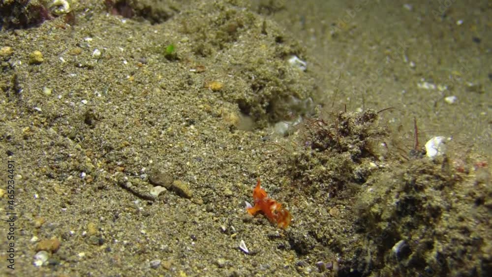 tiny juvenile warty frogfish walks over sandy bottom, frogfish has orange color, long shot revealing small size of this fish tiny juvenile warty frogfish walks over sandy bottom, frogfish has orange color, long shot revealing small size of this fish