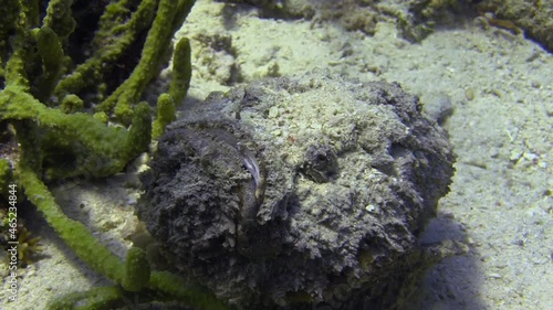 grey stonefish moves relatively quickly over coral reef. Uses fins to perform small hops. Camera zooms out into long shot revealing that stonefish is well camouflaged photo