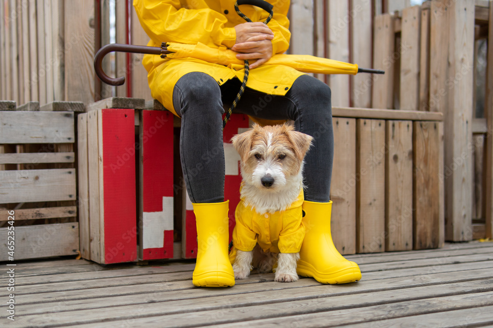 Jack russell terrier puppy in a yellow raincoat sits at the feet