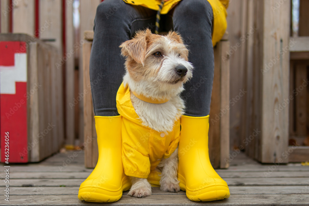 Jack online russell boots