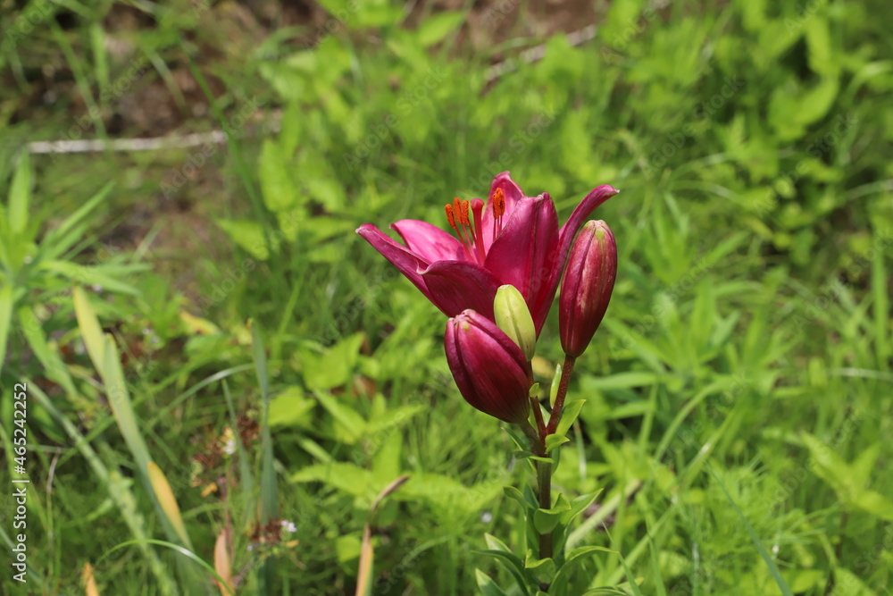 Naklejka premium 初夏の野原に咲く赤いスカシユリの花