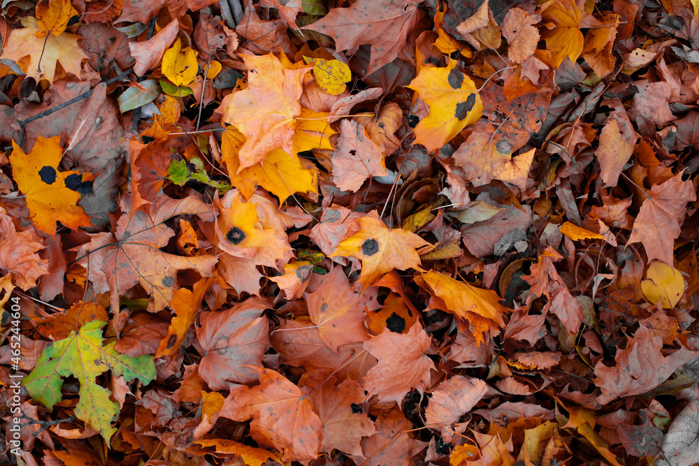 View of autumn leaves on the ground View of autumn leaves on the ground