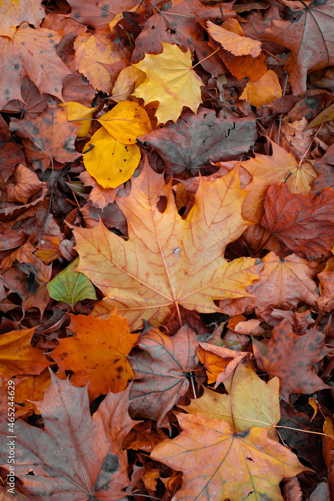 Autumn maple leaf in a pile of other orange leaves