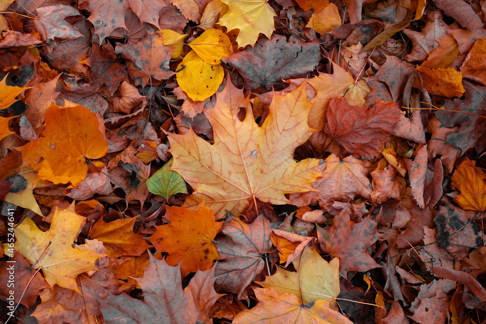 Autumn maple leaf in a pile of other orange leaves