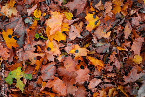 View of autumn leaves on the ground