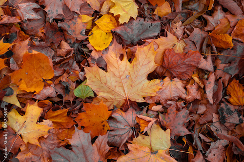 Autumn maple leaf in a pile of other orange leaves
