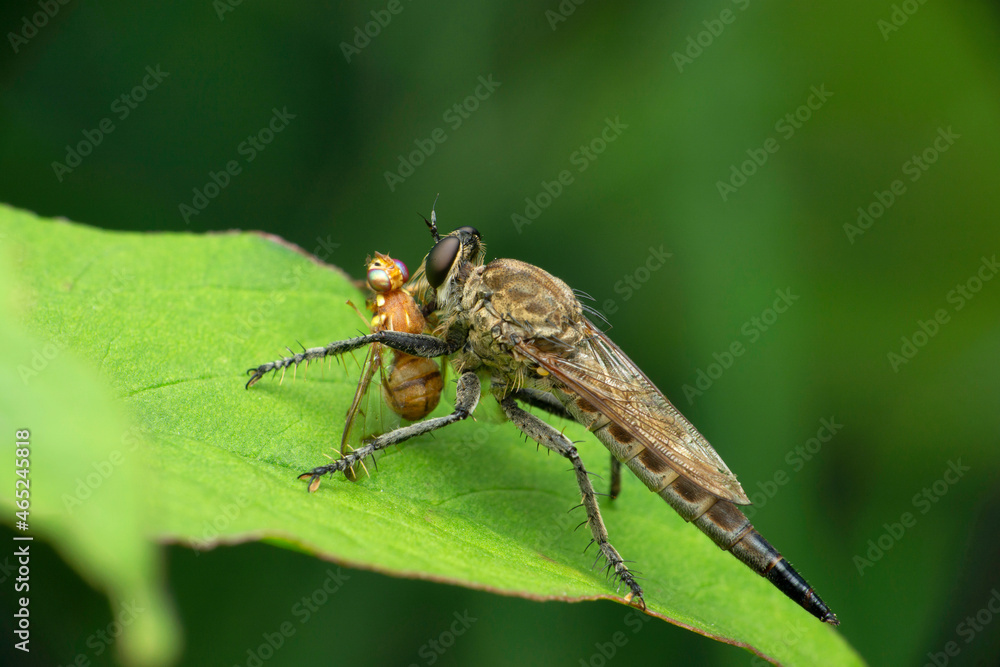 Robberfly, Zosteria species with fruit fly kill, Satara, Maharashtra, India Robberfly, Zosteria species with fruit fly kill, Satara, Maharashtra, India