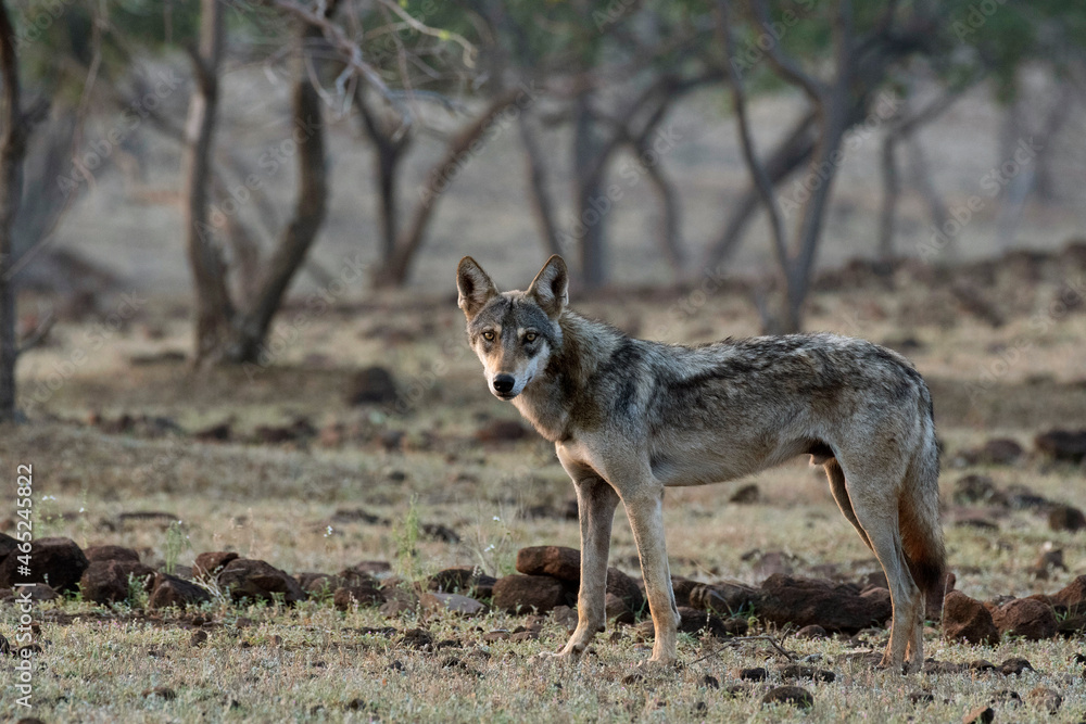 Fototapeta premium Indian grey wolf, Canis lupus pallipes, Satara, Maharashtra, India