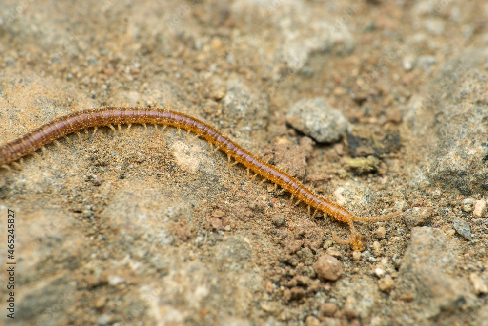 Soil dwelling centipede, Geophilus flavus, Satara, Maharashtra, India Soil dwelling centipede, Geophilus flavus, Satara, Maharashtra, India