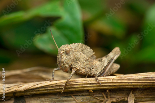 Hooded grasshopper, Teratodes species, Satara, Maharashtra, India photo