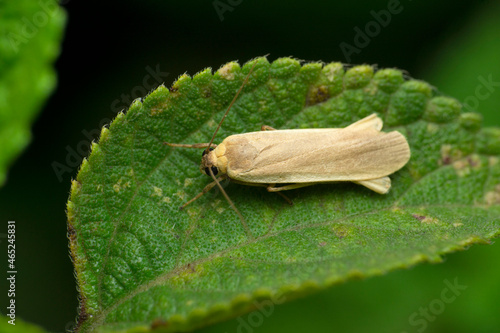 Bogong moth species, Satara, Maharashtra, India photo