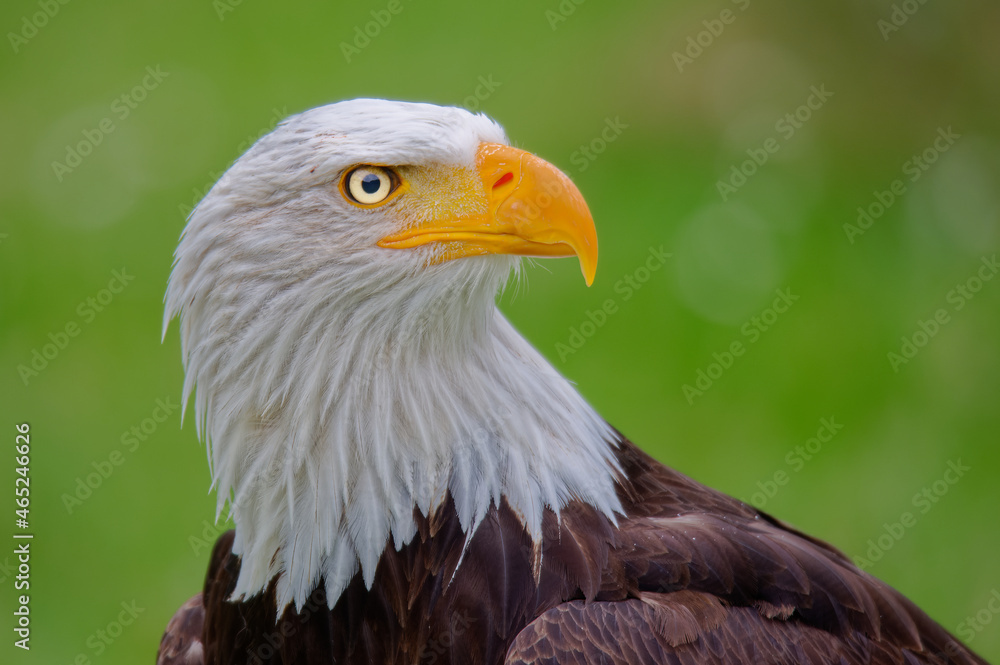 Portrait Weißkopfseeadler - American bald eagle (Haliaeetus leucocephalus)