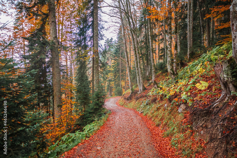 Beautiful autumn landscape with a forest road.