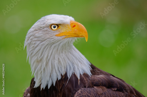 Portrait Wei  kopfseeadler - American bald eagle  Haliaeetus leucocephalus 