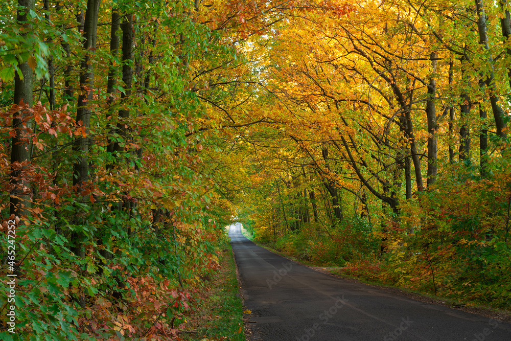 Asfaltowa droga przez liściasty las. Jest jesień, większość liści na drzewach ma żółty kolor. - obrazy, fototapety, plakaty 