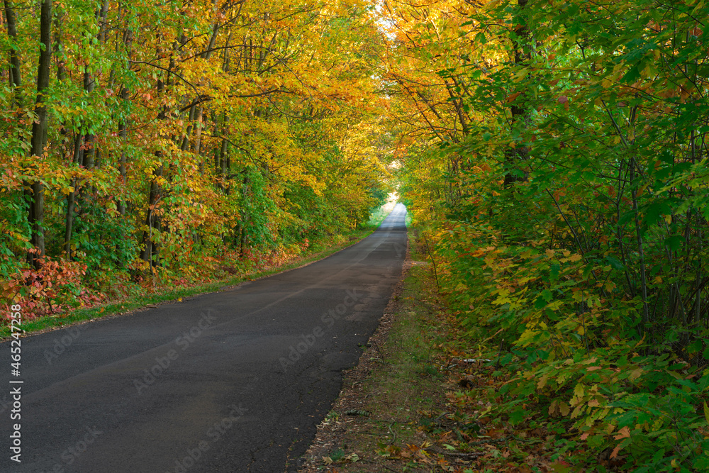 Asfaltowa droga przez liściasty las. Jest jesień, większość liści na drzewach ma żółty kolor.