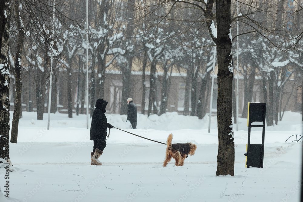 a woman walks her dog in a snowstorm. a walk in the winter park with a pet. a good-natured dog on a leash. walking among snowdrifts in cold weather