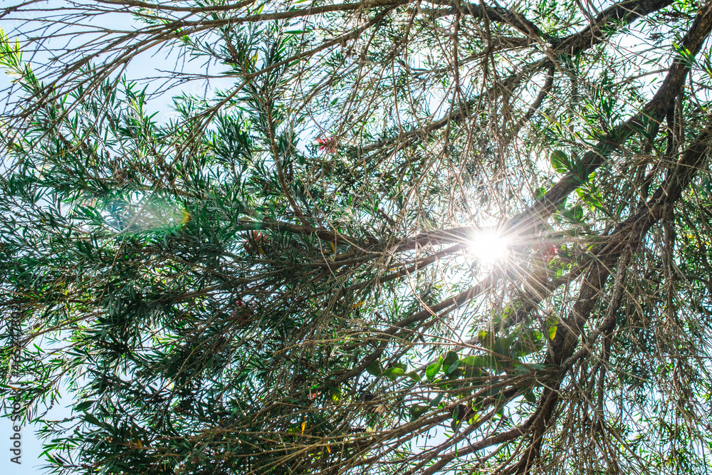 Obraz premium Sunlight Shines Through Tree Branches Beautiful Nature Background