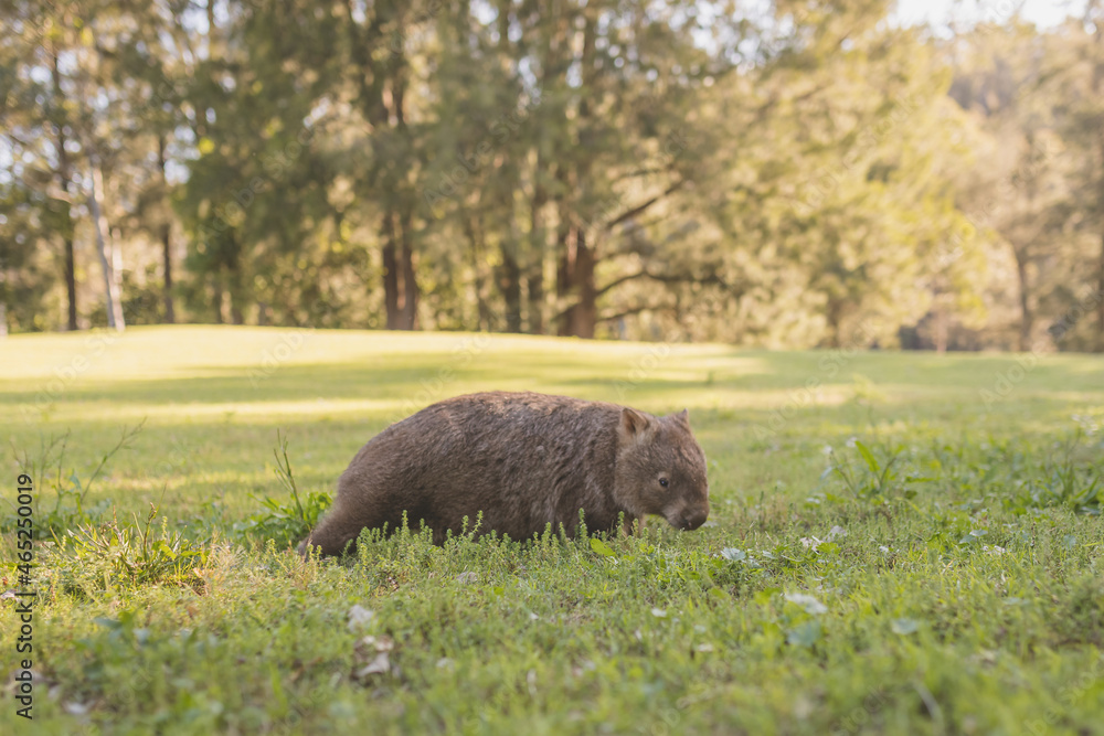Common Wombat, Kangaroo Valley, NSW, Australia Common Wombat, Kangaroo Valley, NSW, Australia